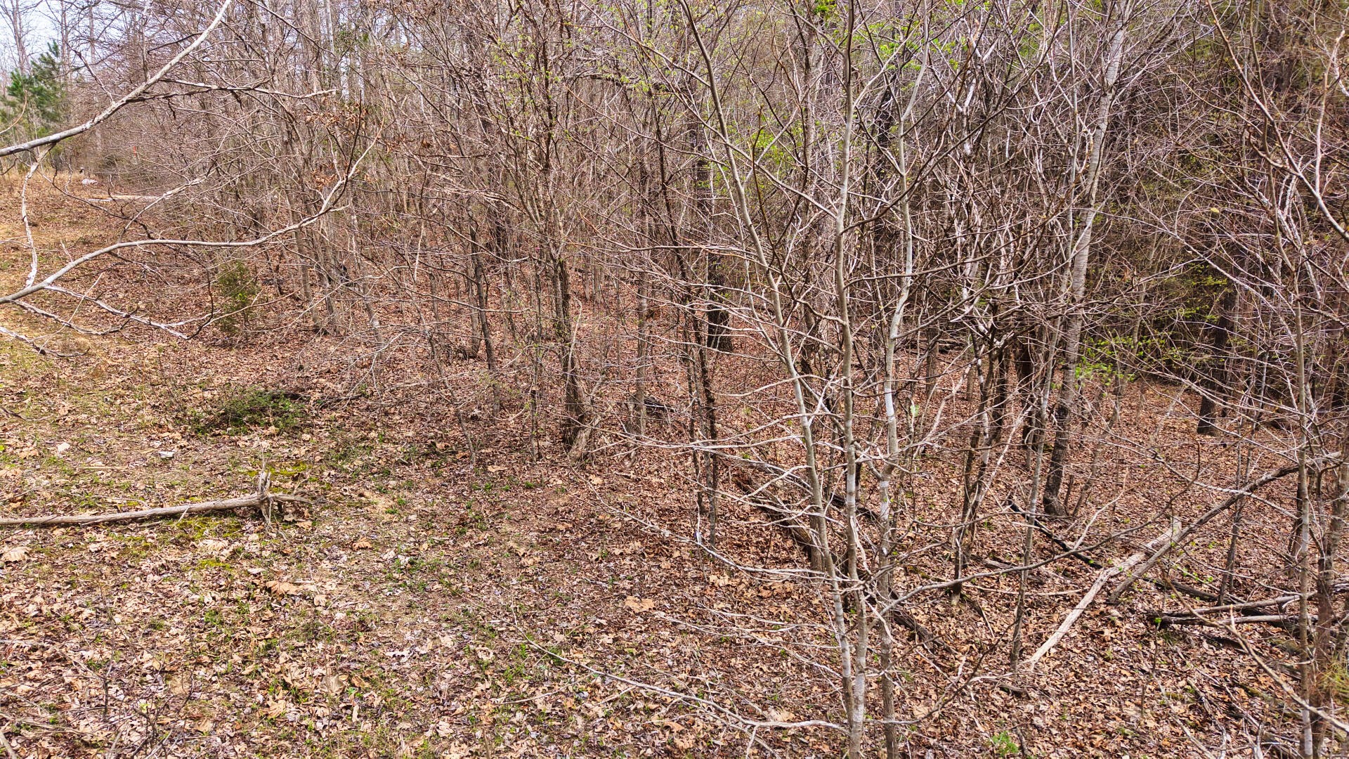 2025 Williams Grove Road Camden, TN 38320 - Photo 6 of 12