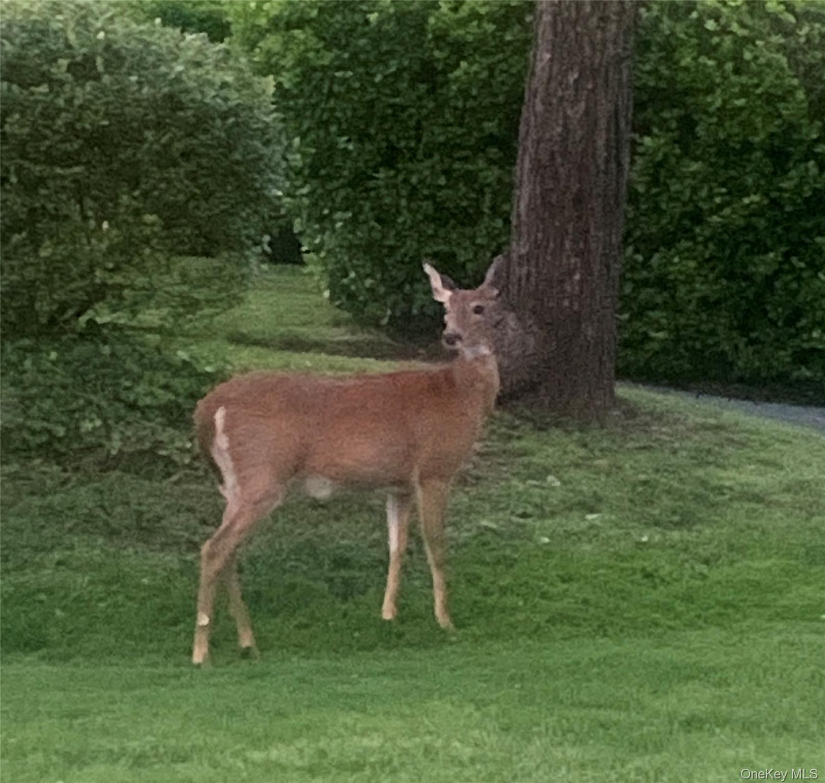 37 Harbor Lane, Unit 2A New Rochelle, NY 10805 - Photo 23 of 23 a view of a yard in front of a house with a yard