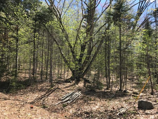 Loop Loop Drive, Unit 13 Rumney, NH 03266 - Photo 4 of 10 Gallery Image 4