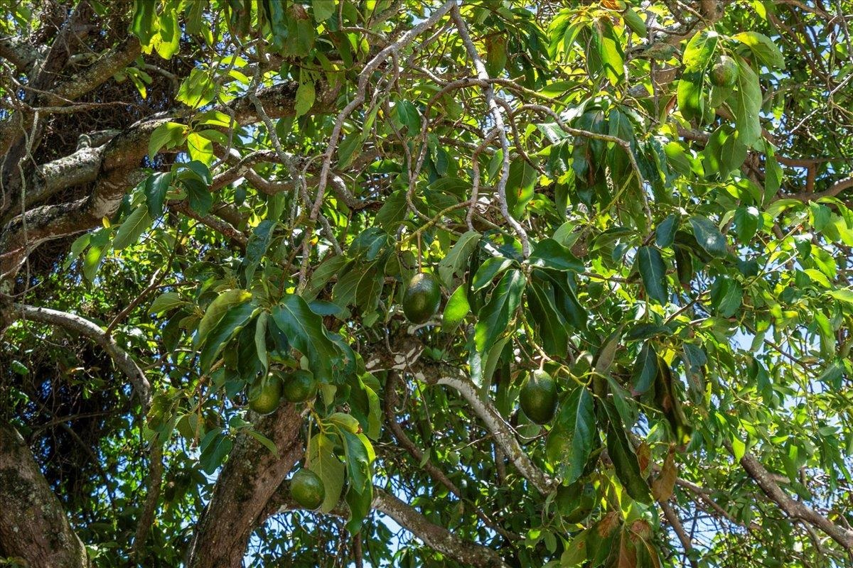 752 Noholani Street Haiku, HI 96708 - Photo 40 of 45 a view of a plant