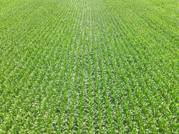 $420,000 | 9 South County Road 800 West, Modoc, IN 47358