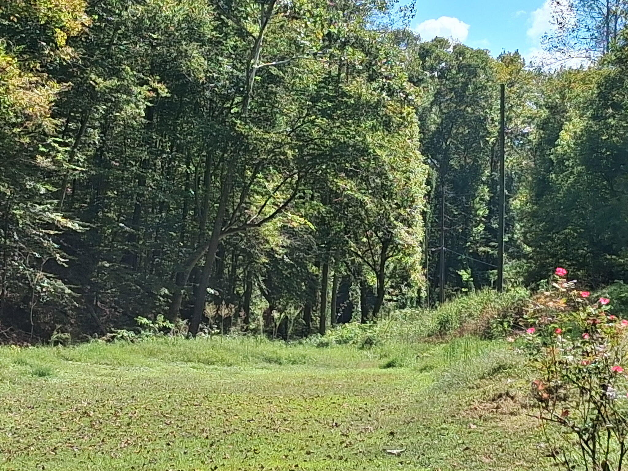 341 Acorn Gap Road Sweetwater, TN 37874 - Photo 49 of 59 building spot