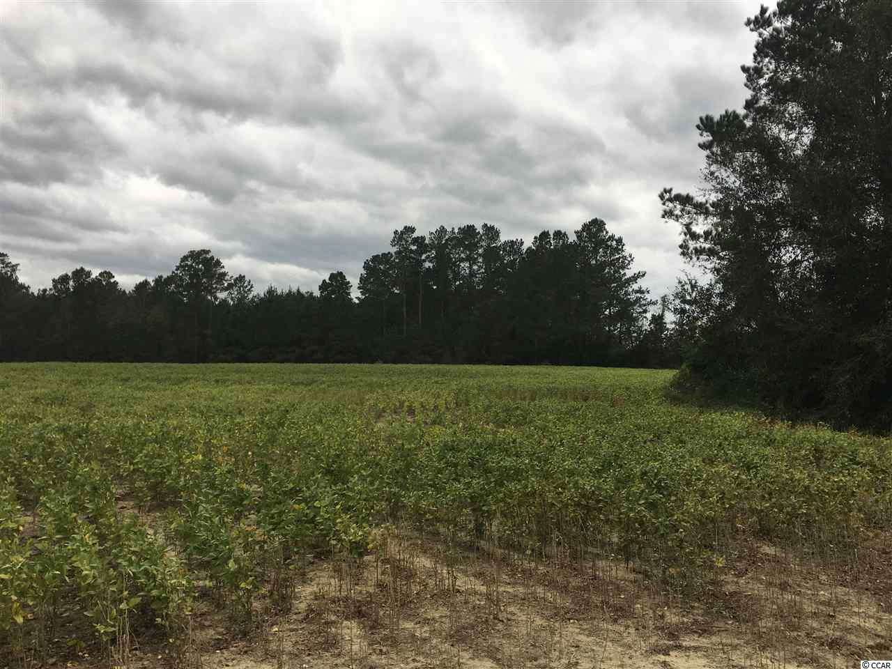 Tbd Tbd Landolphi Road Loris, SC 29569 - Photo 2 of 11 Gallery Image 2
