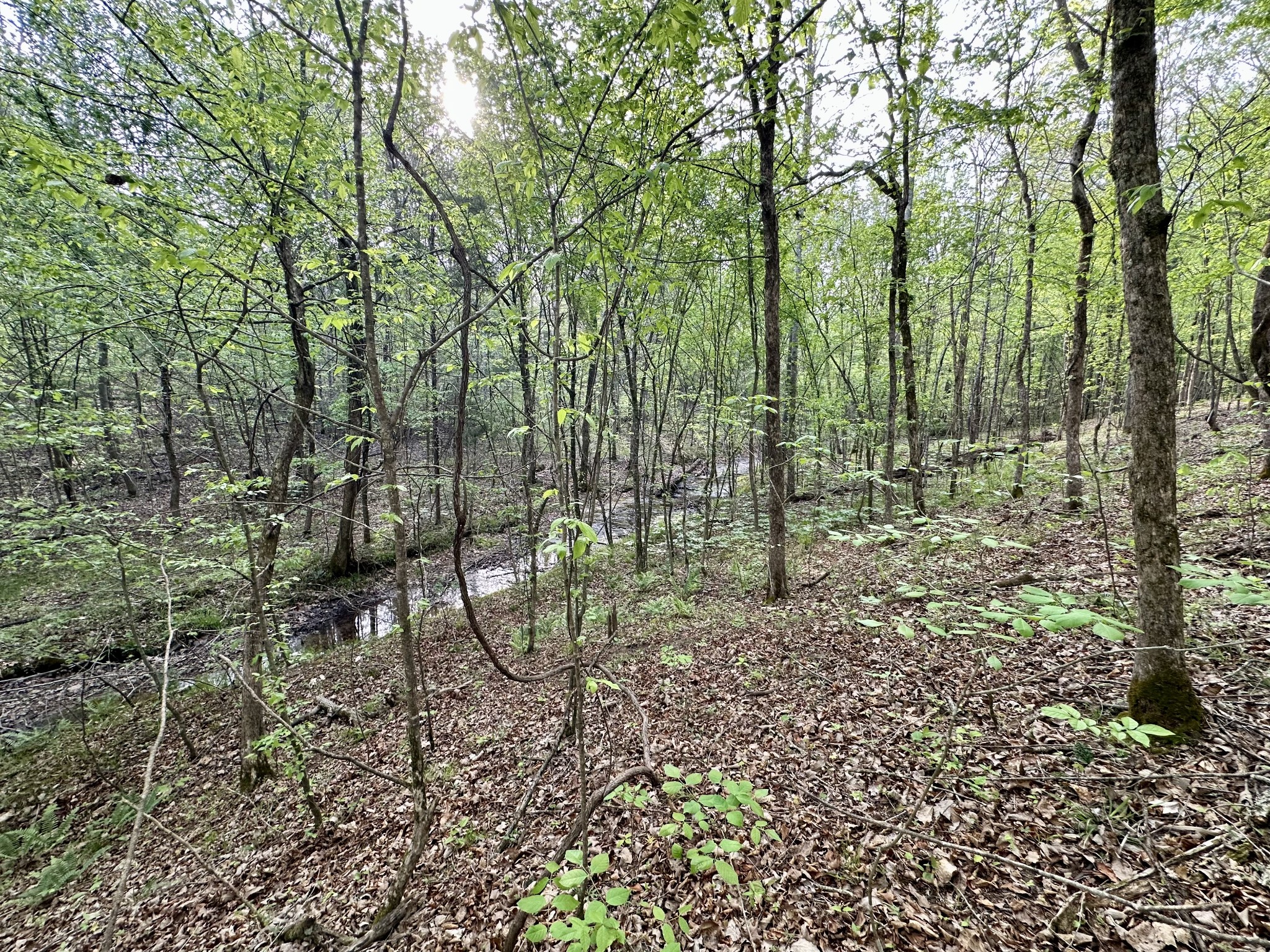 828 McCord Hollow Road Hohenwald, TN 38462 - Photo 11 of 19 a view of outdoor space and garden