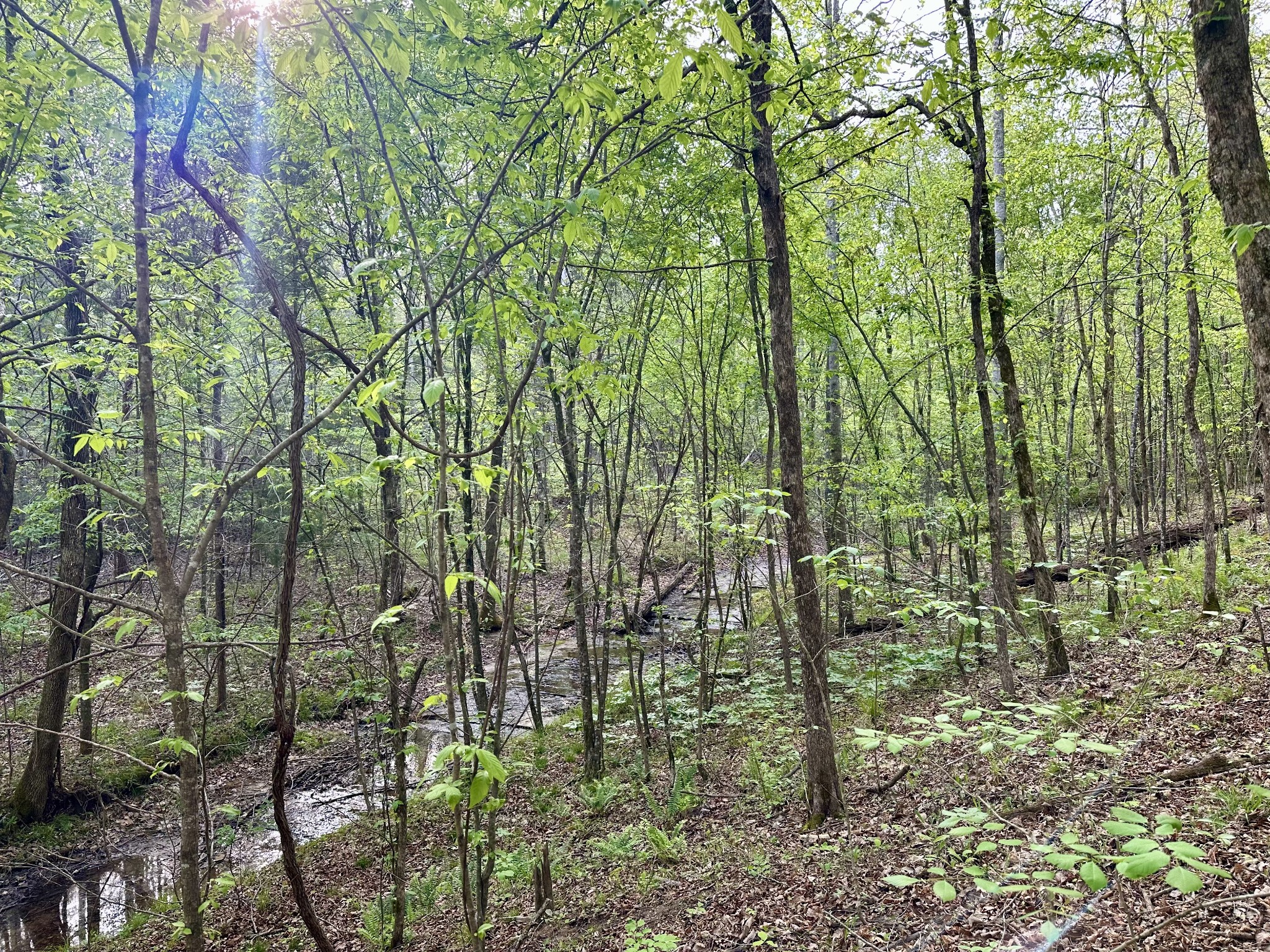 828 McCord Hollow Road Hohenwald, TN 38462 - Photo 12 of 19 a backyard of a house with lots of green space and a fountain