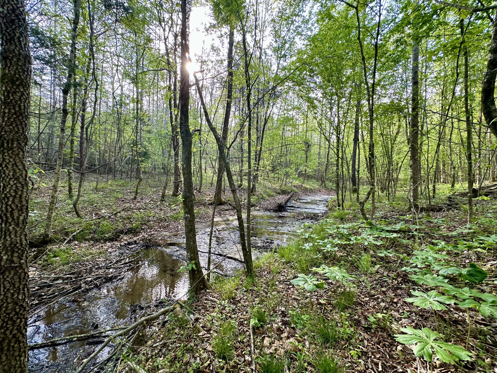 828 McCord Hollow Road Hohenwald, TN 38462 - Photo 13 of 19 a backyard of a house with lots of green space and fountain