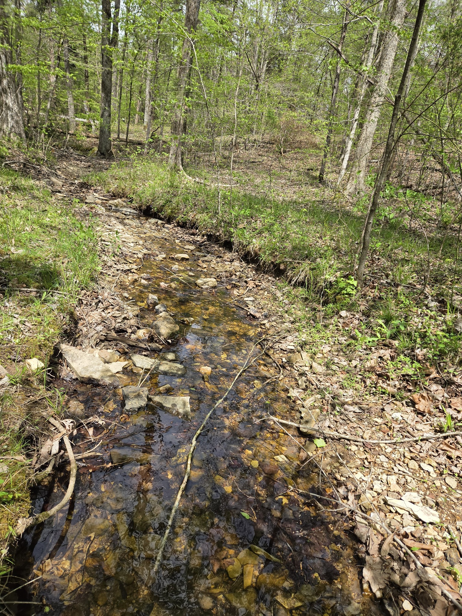 828 McCord Hollow Road Hohenwald, TN 38462 - Photo 16 of 19 a view of a green field with lots of bushes