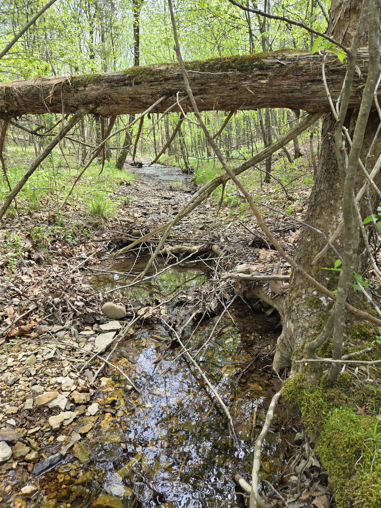 828 McCord Hollow Road Hohenwald, TN 38462 - Photo 17 of 19 a view of under an umbrella