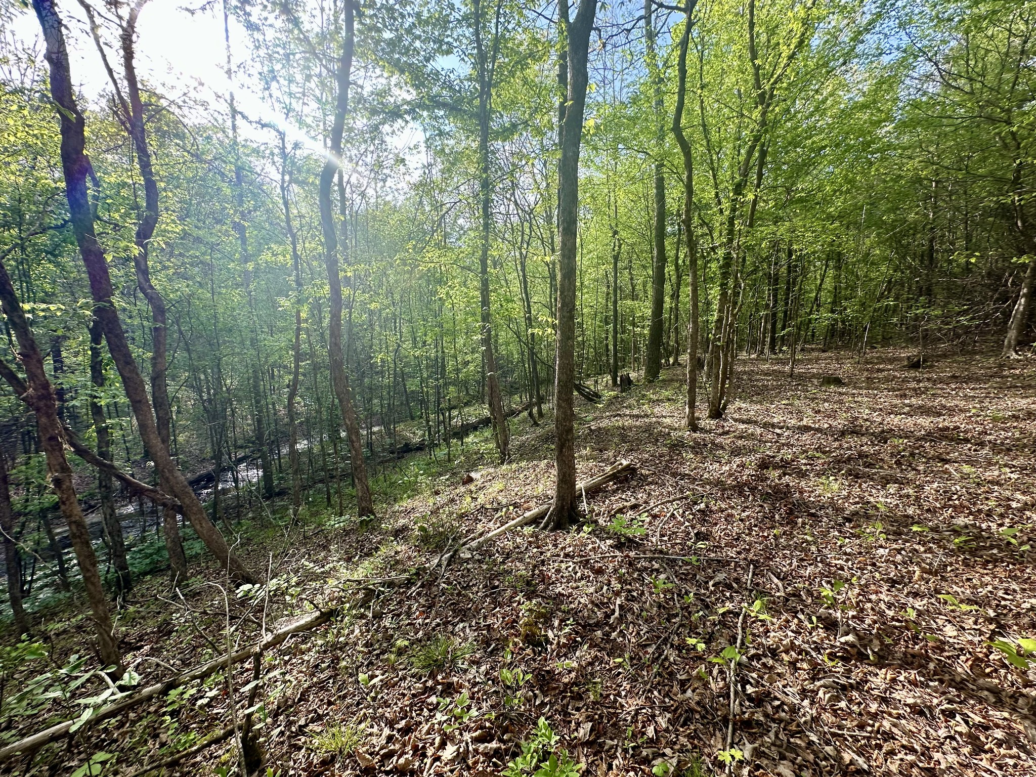 828 McCord Hollow Road Hohenwald, TN 38462 - Photo 4 of 19 a view of a forest with trees in the background
