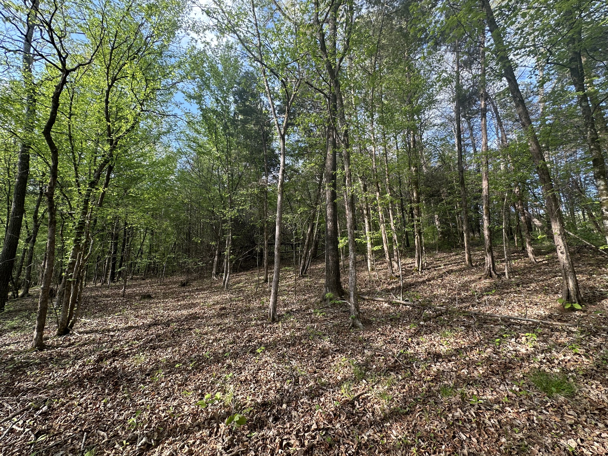 828 McCord Hollow Road Hohenwald, TN 38462 - Photo 6 of 19 a view of outdoor space with lots of trees