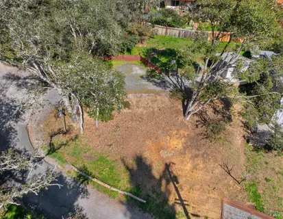 a view of a yard with plants and large trees