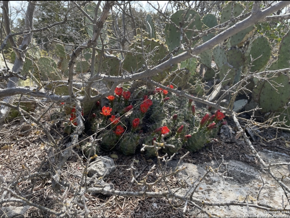 0 Rocksprings Del Rio, TX 78840 - Photo 9 of 41