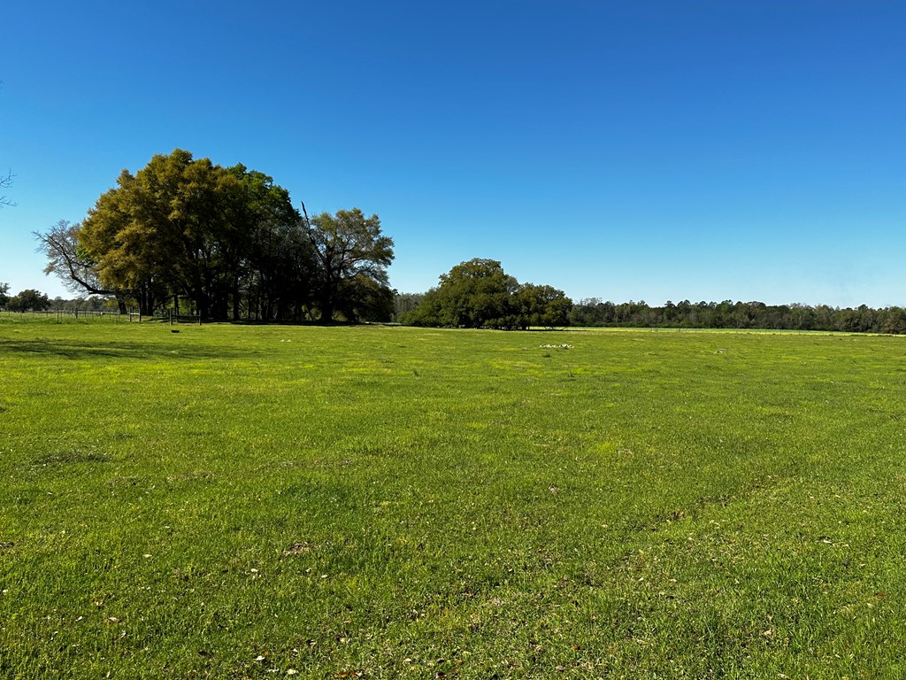 9.53-acres Ramer Loop Cottonwood, AL 36320 - Photo 9 of 14