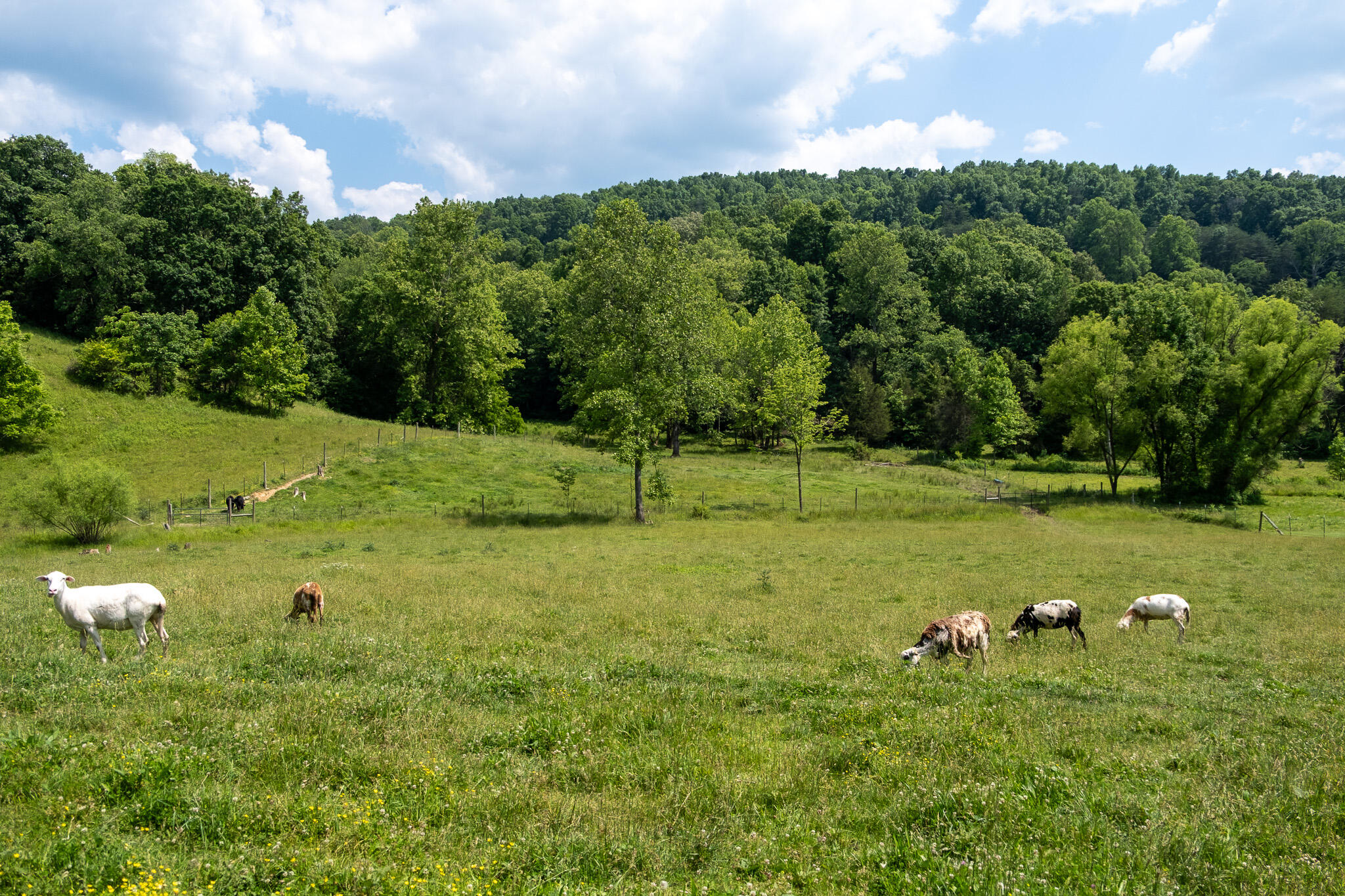 1987 White Rock Road Mount Vernon, KY 40456 - Photo 17 of 20 DSCF0876