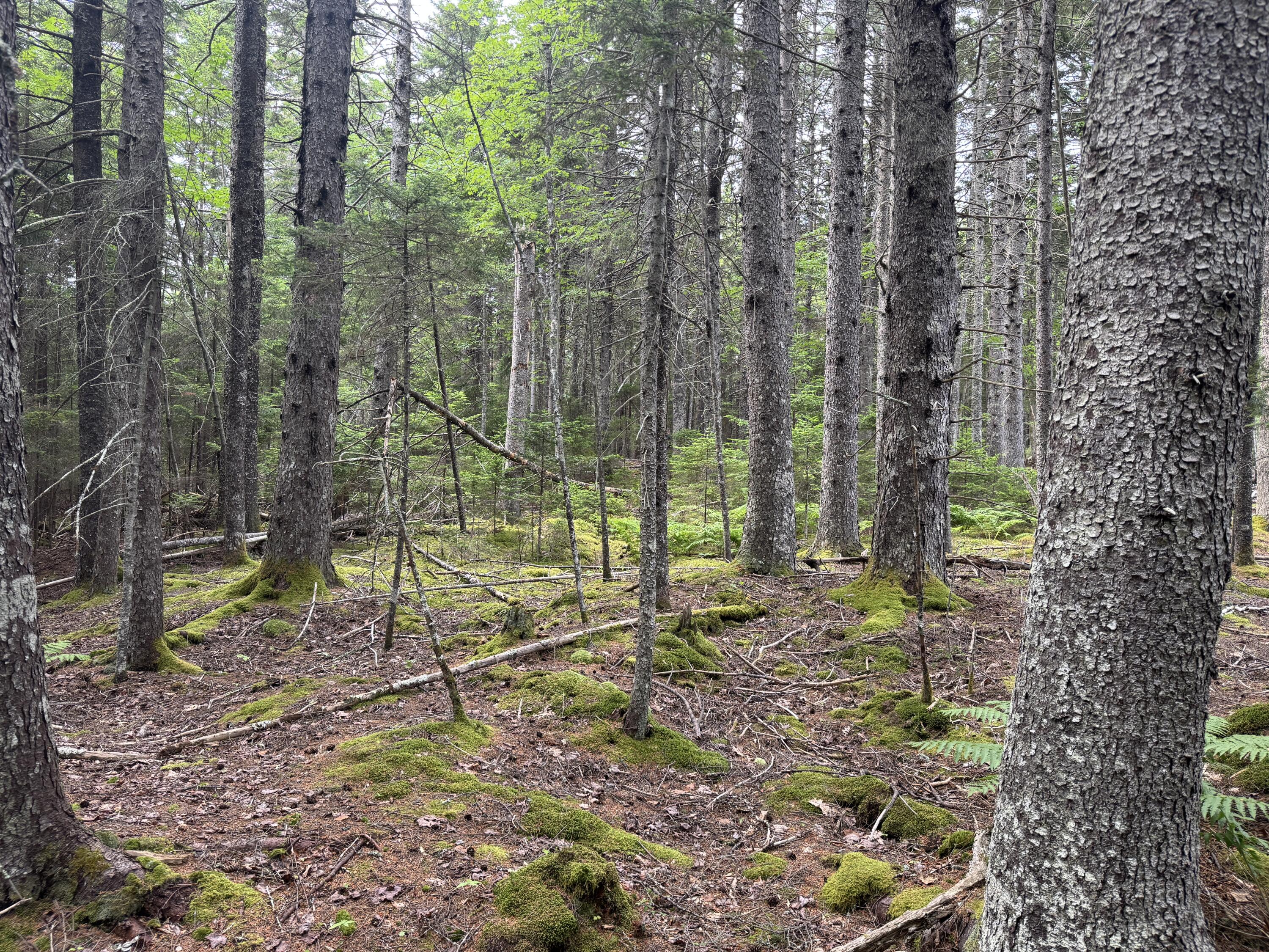 1-108 Oak Point Road Trenton, ME 04605 - Photo 4 of 6 IMG_1579