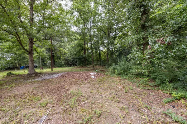 a view of a forest with trees in the background