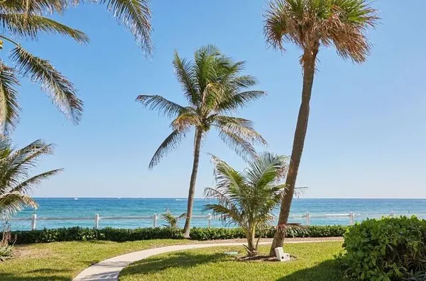 a view of a yard with a palm tree