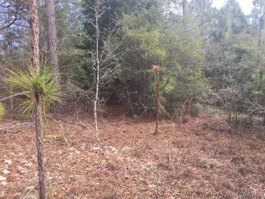 12 Acres Crockett Road Samson, AL 36477 - Photo 5 of 9 Gallery Image 5