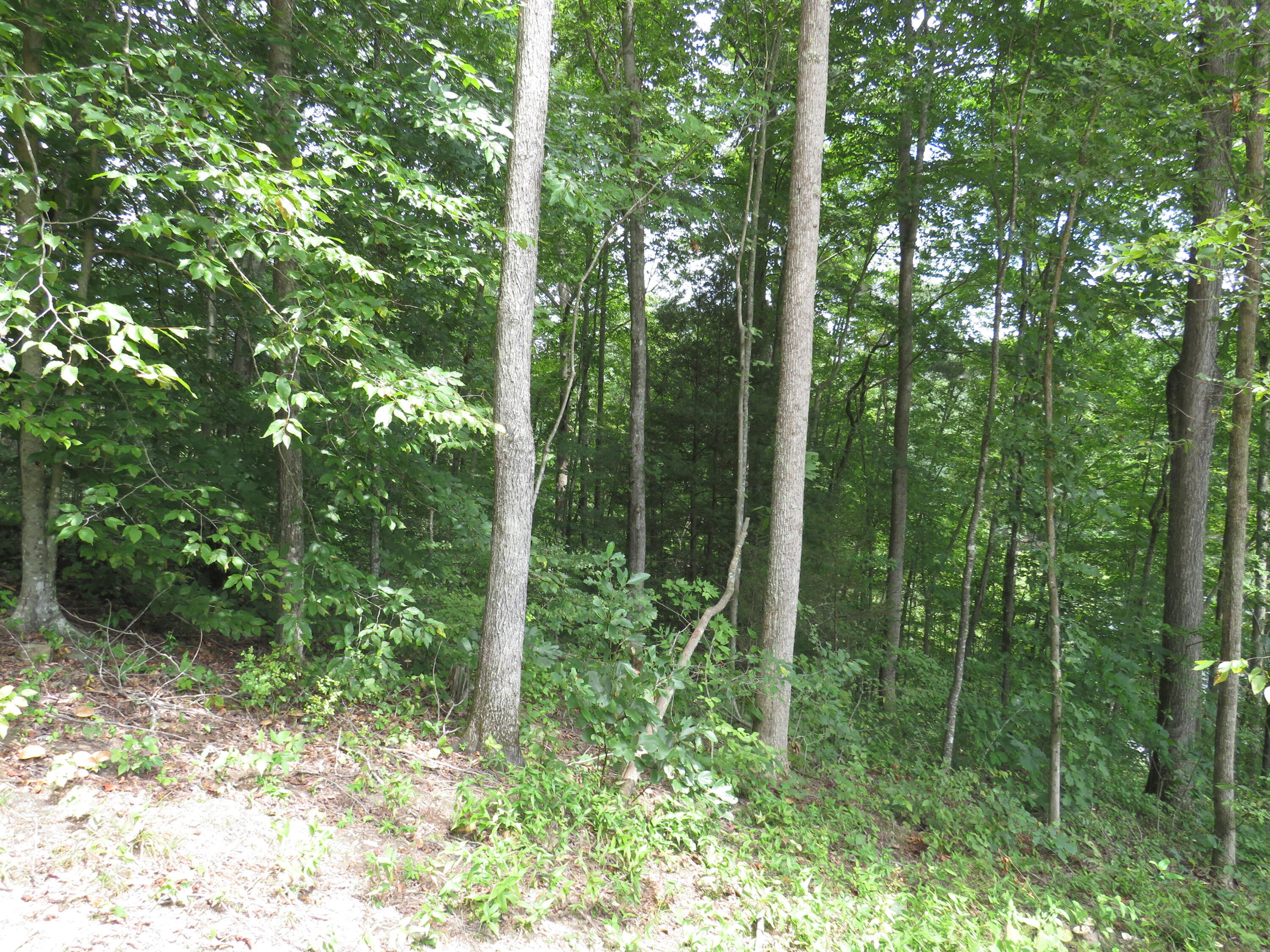 0 Chaney Ridge Road London, KY 40741 - Photo 20 of 35 IMG_4264