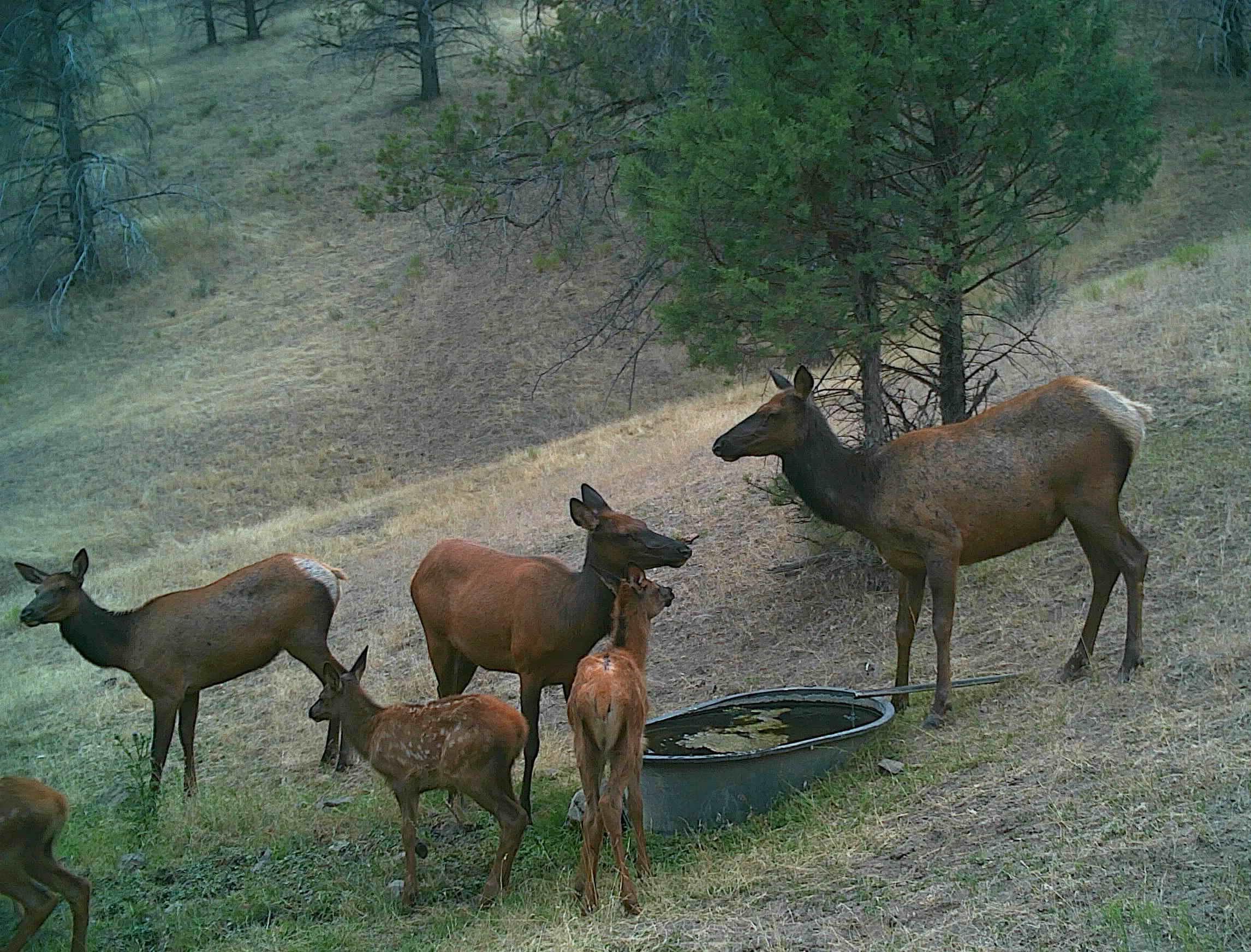 Wiley Creek Road Road, Unit 2406 Mount Vernon, OR 97865 - Photo 25 of 27 elk at the spring