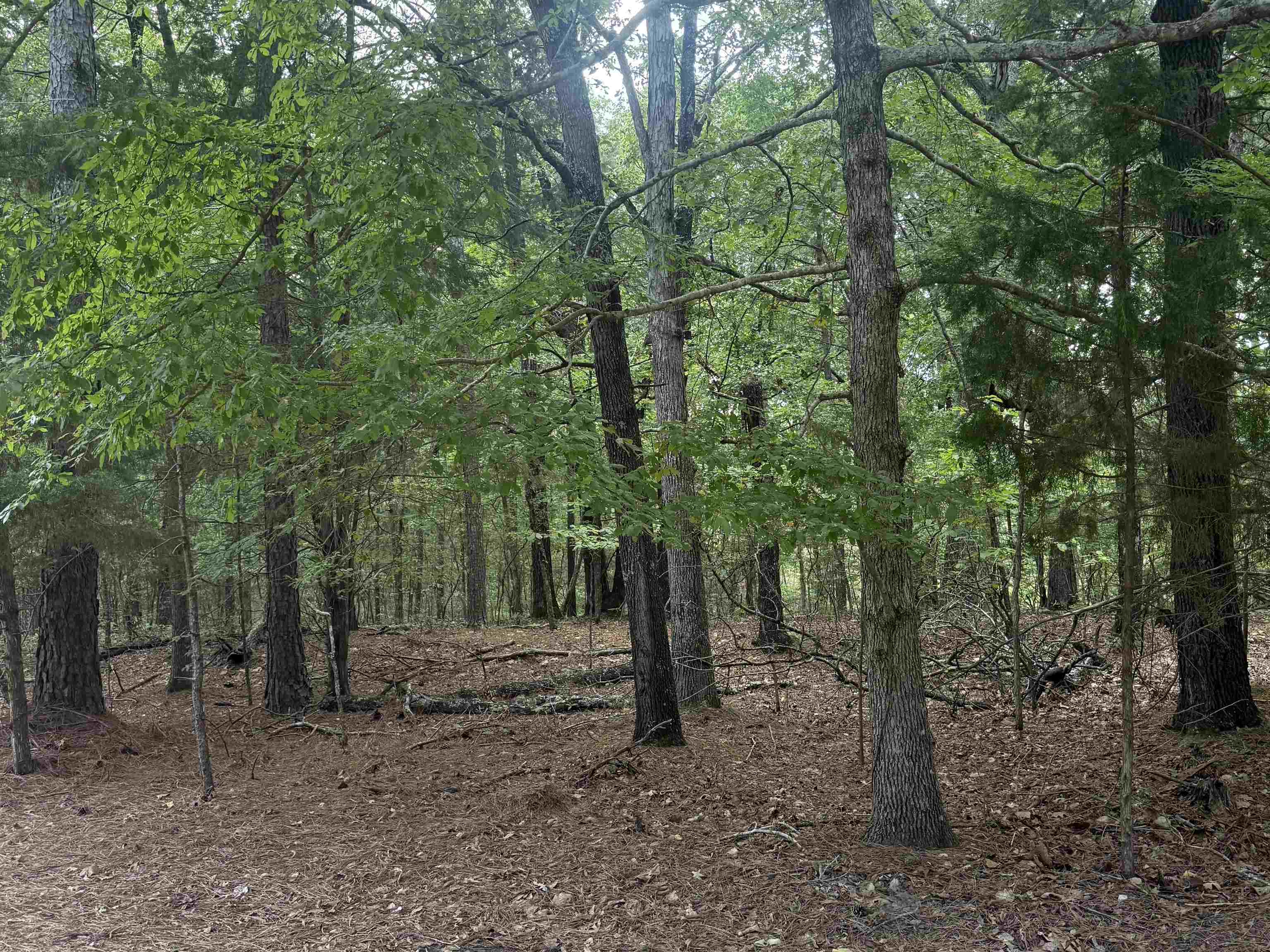 Bishop Road North, Unit RS240 Middleton, TN 38052 - Photo 2 of 3 View of wooded area