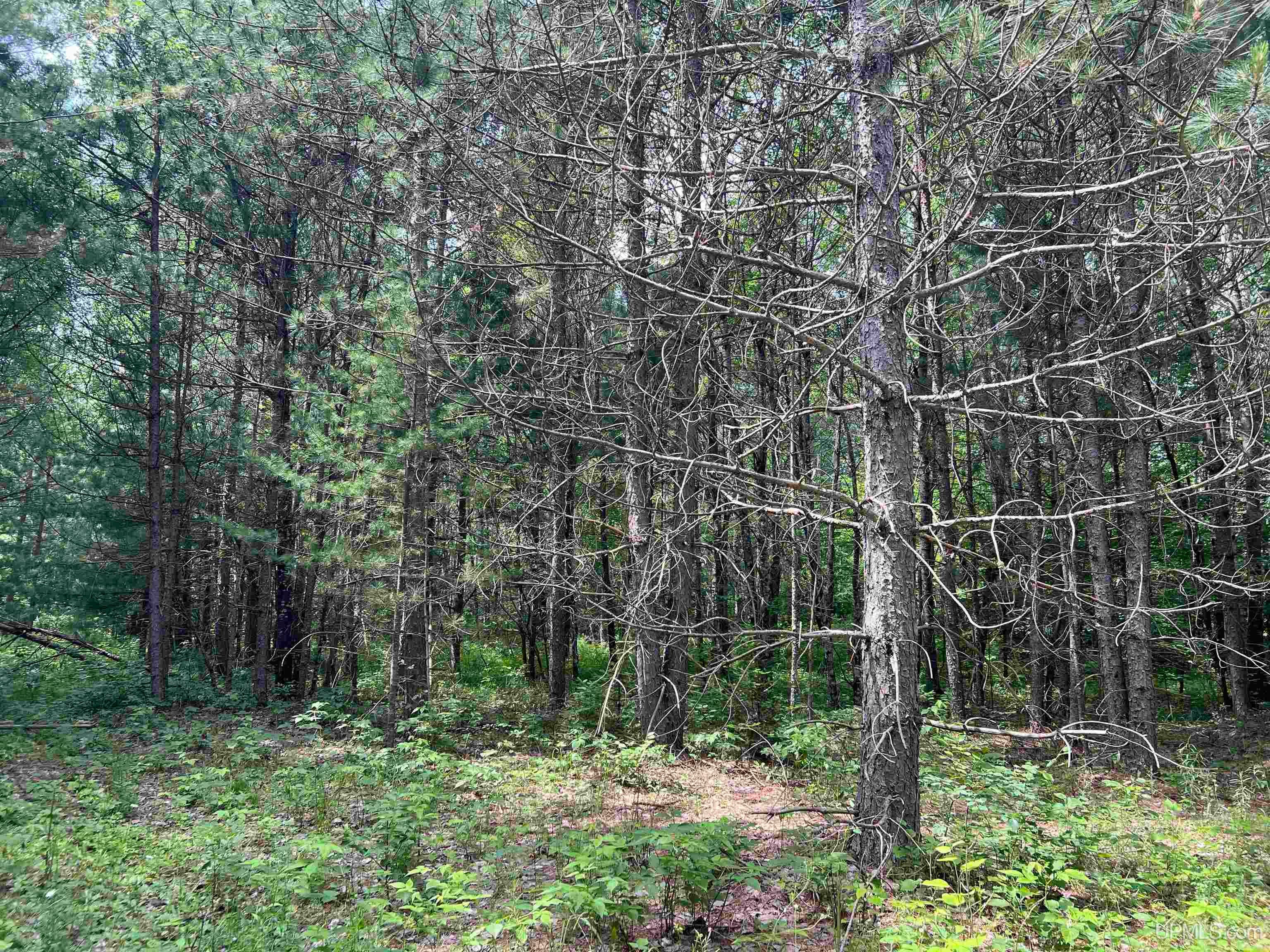 Tbd Leeman Road Felch, MI 49831 - Photo 43 of 84 Gallery Image 43