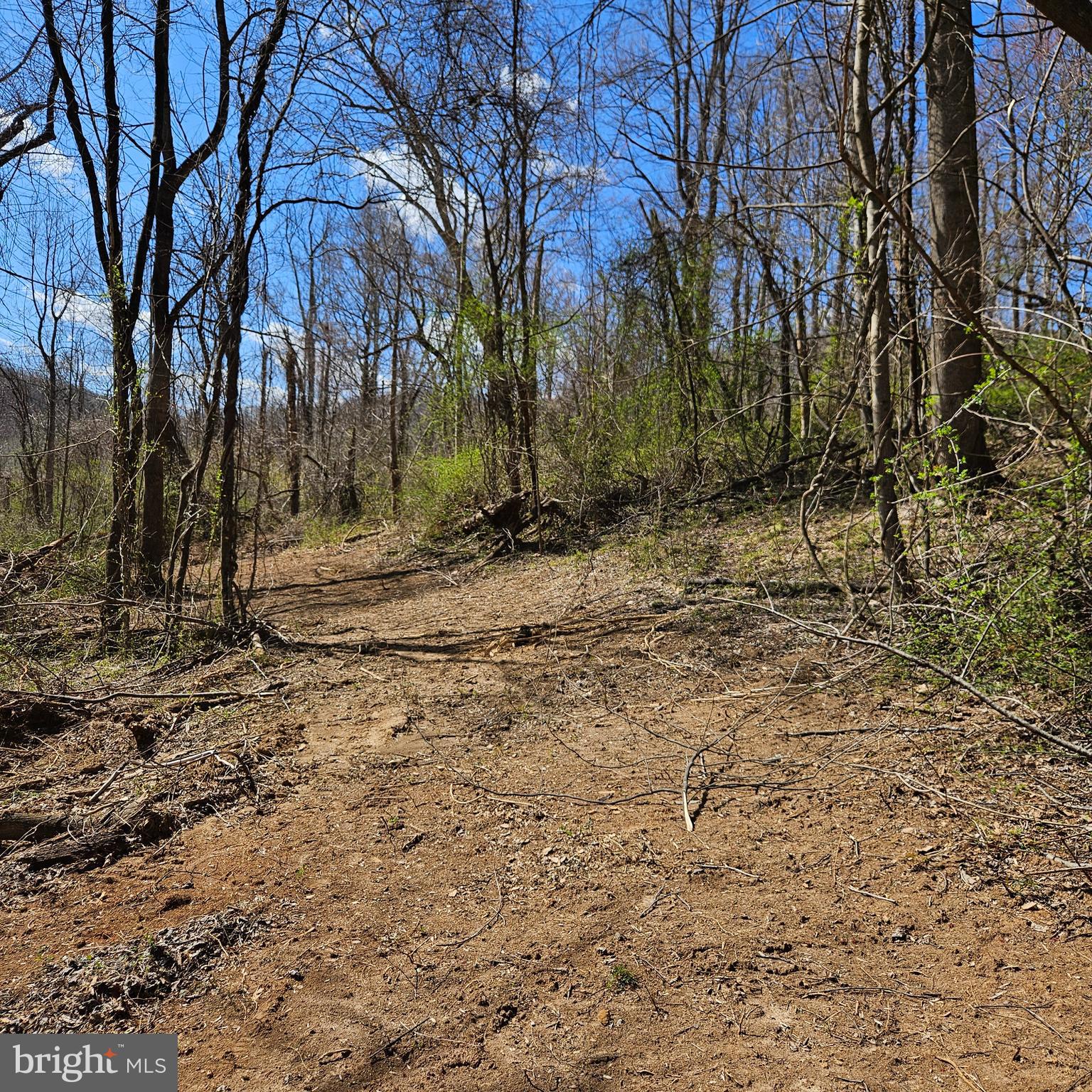 0 Moon Road Sperryville, VA 22740 - Photo 3 of 5 a view of dirt yard with a large tree
