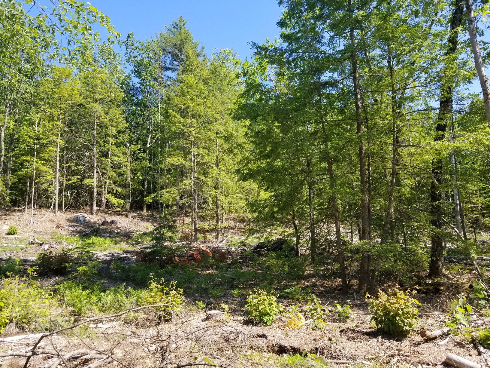 0 Upper Tarbox Road Hollis Center, ME 04042 - Photo 24 of 47 Harvest area 5