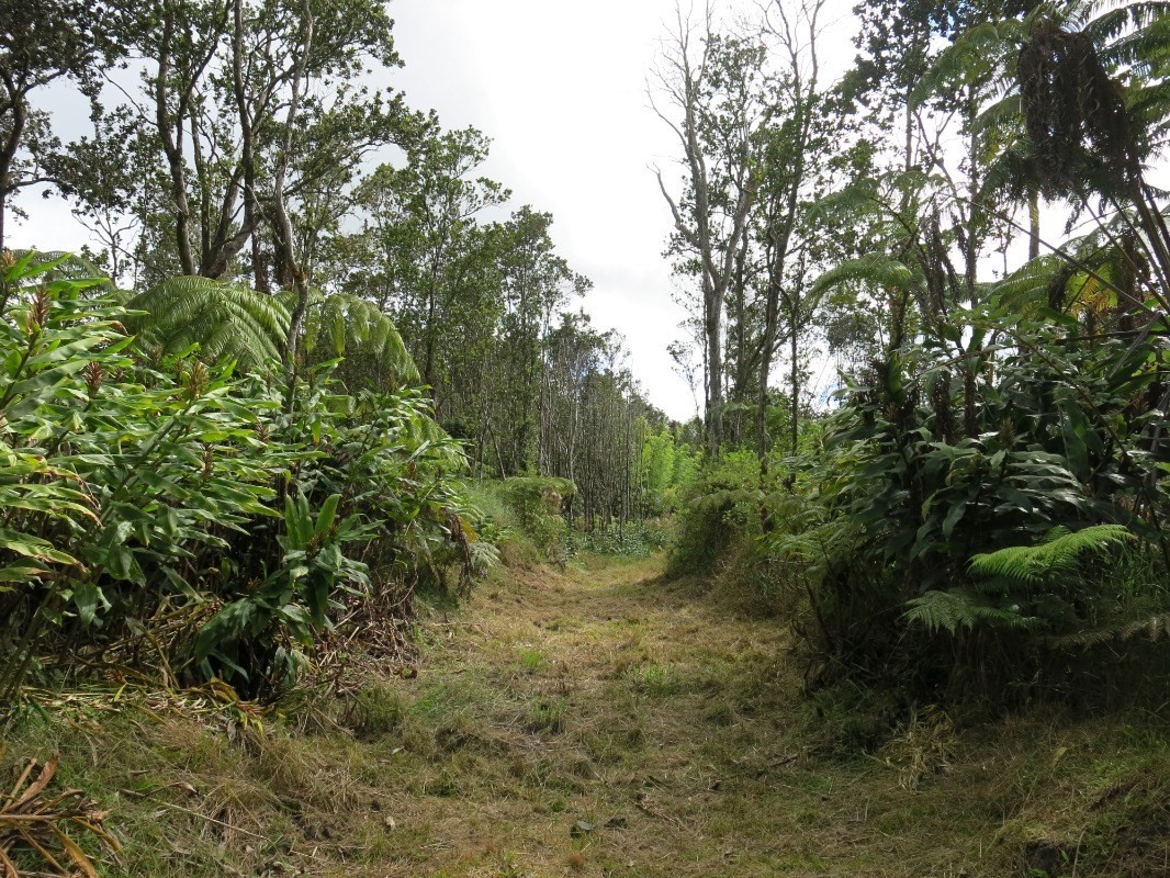 a view of a yard with plants and a large tree