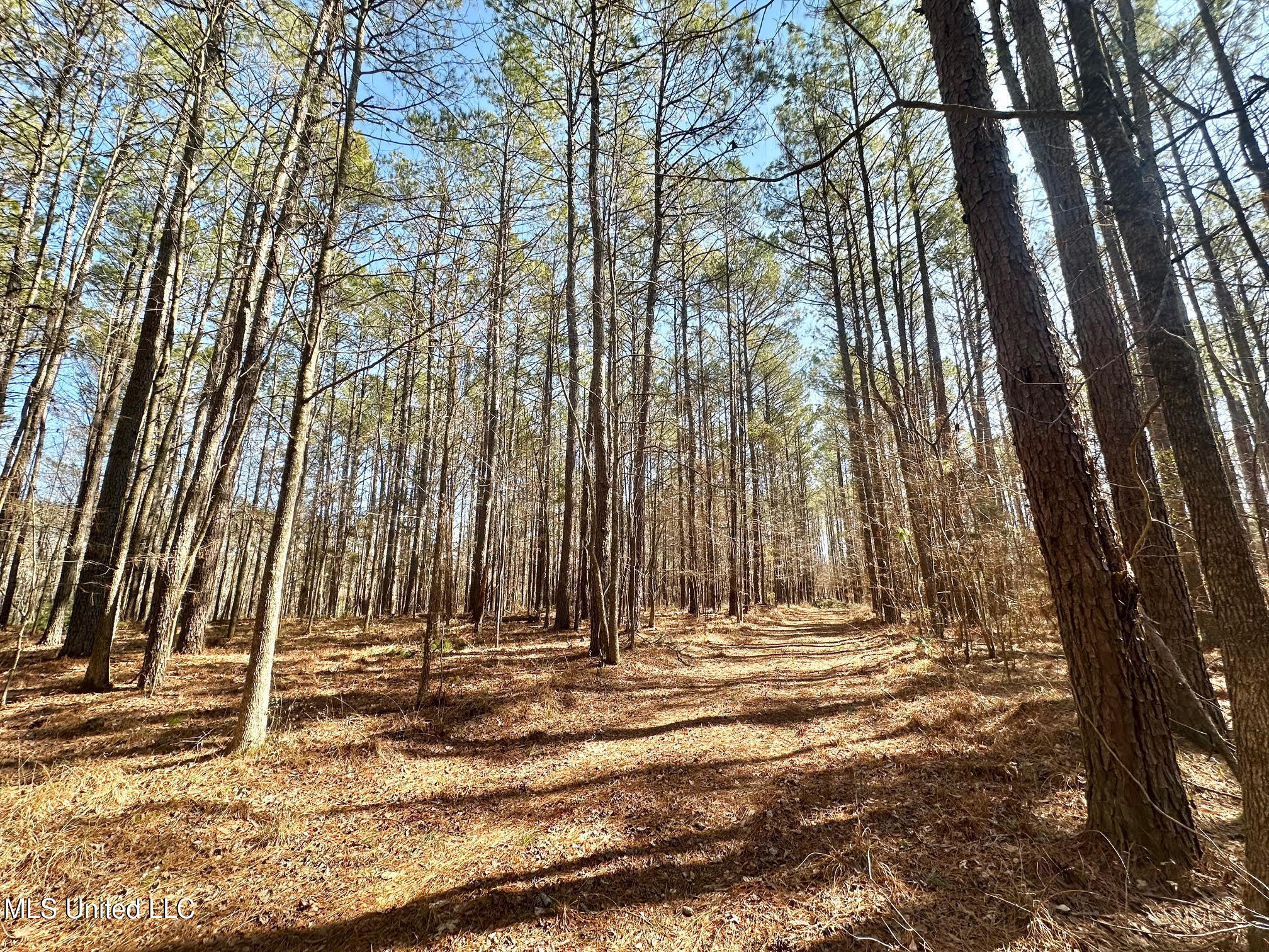 3 Champion Hill Road Bolton, MS 39041 - Photo 17 of 46 213