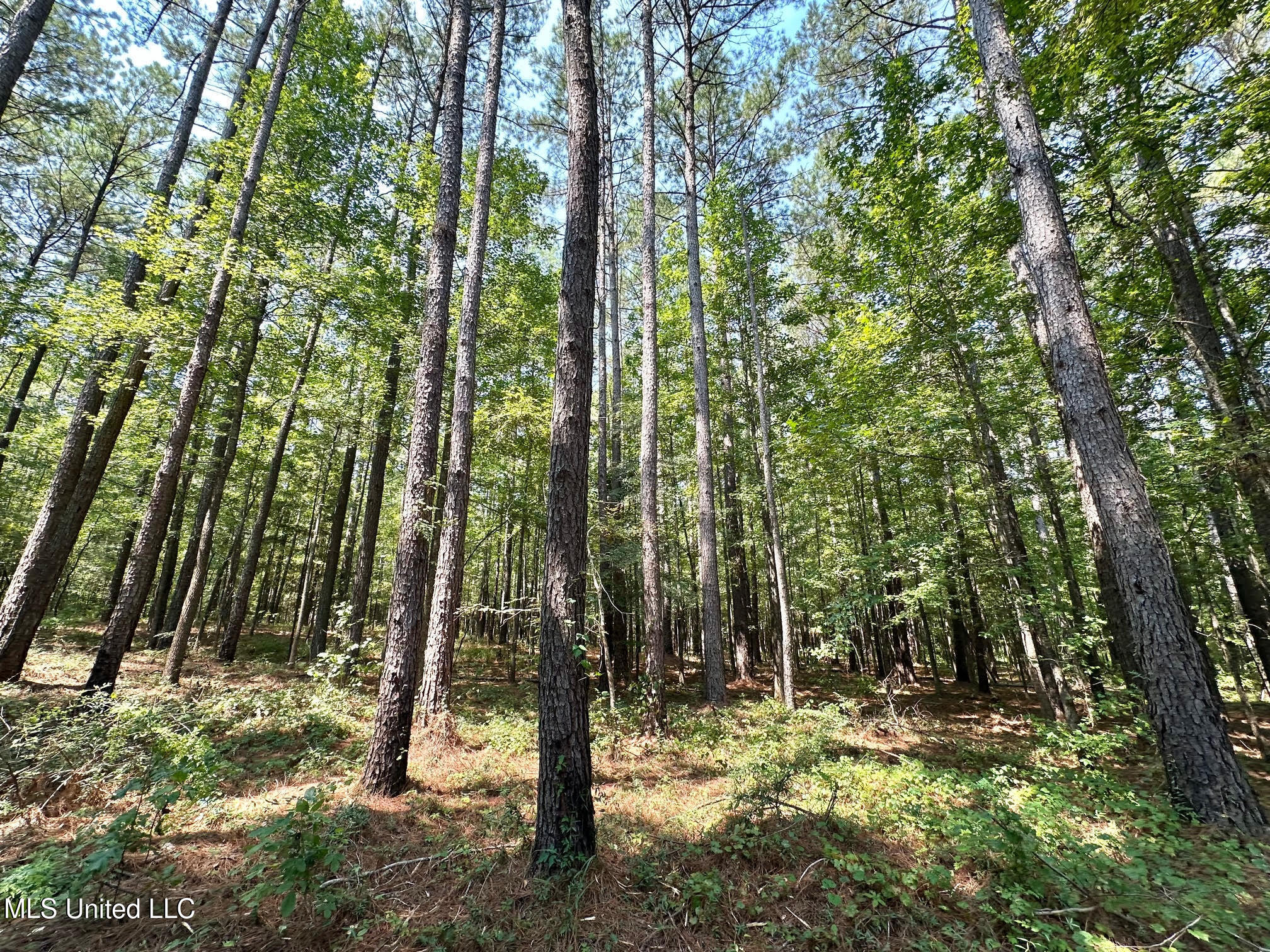 3 Champion Hill Road Bolton, MS 39041 - Photo 19 of 48 18