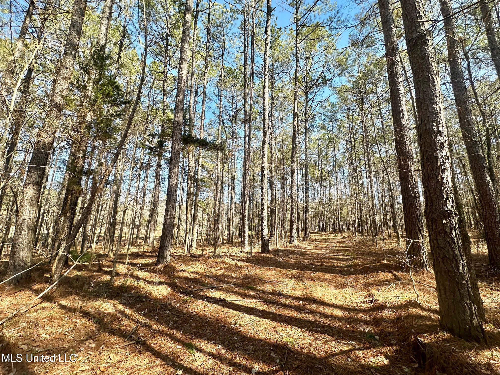 3 Champion Hill Road Bolton, MS 39041 - Photo 20 of 46 216