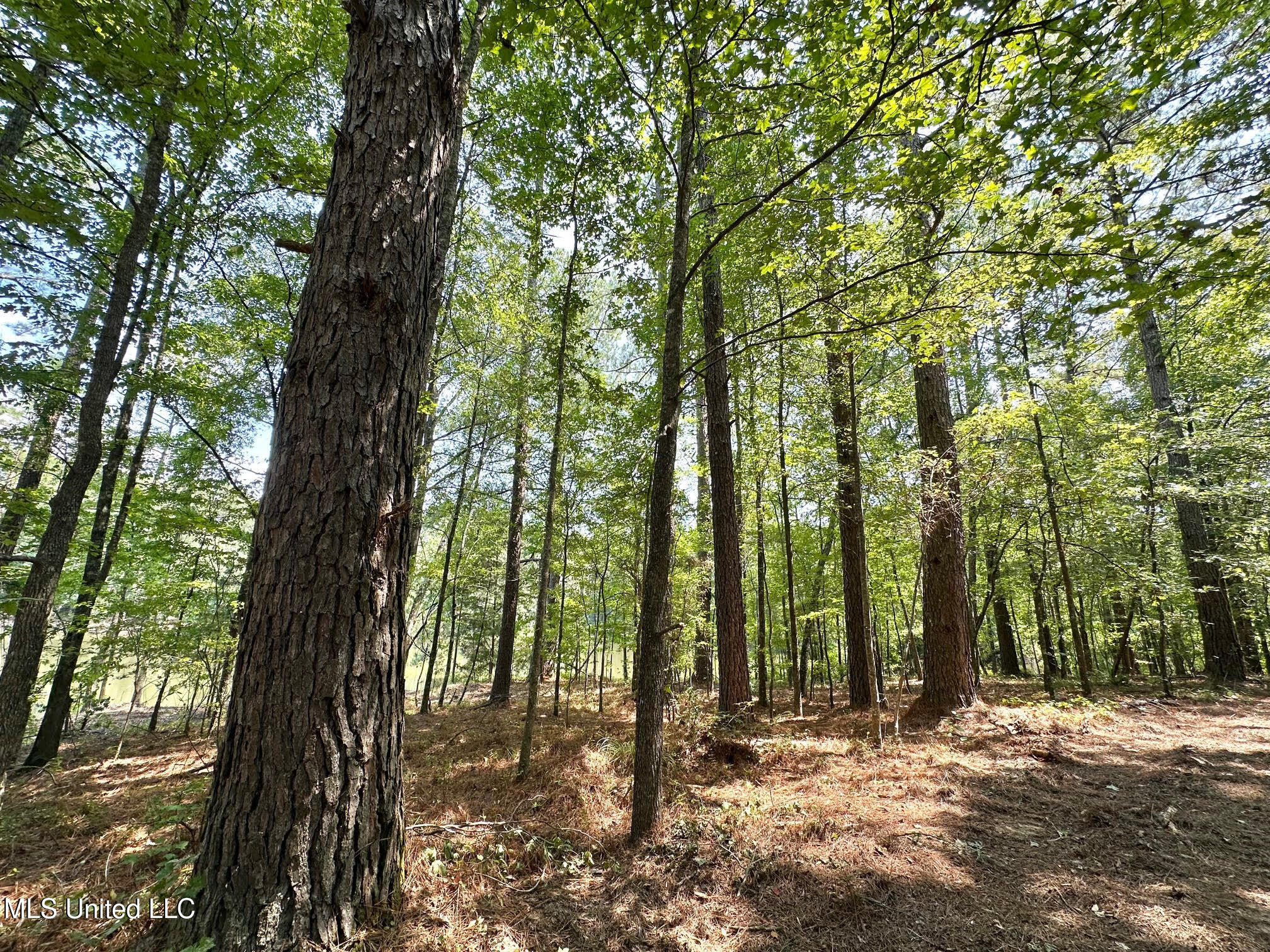 3 Champion Hill Road Bolton, MS 39041 - Photo 20 of 48 19