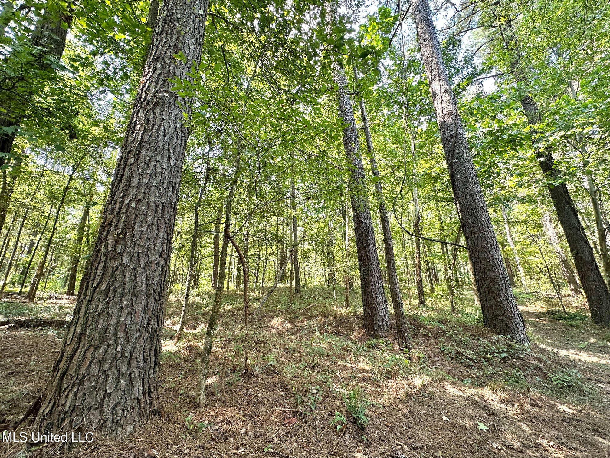 3 Champion Hill Road Bolton, MS 39041 - Photo 23 of 48 22