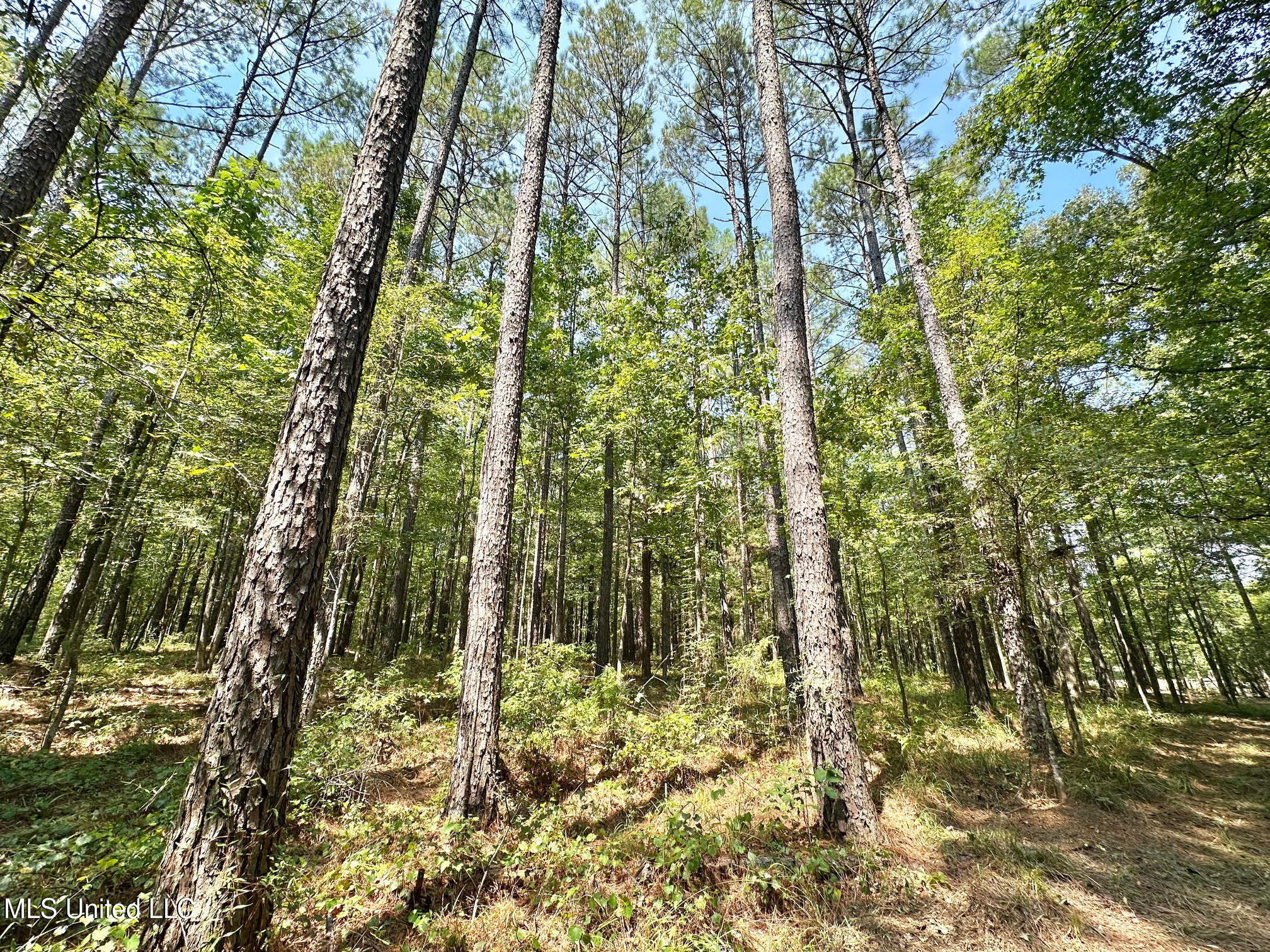 3 Champion Hill Road Bolton, MS 39041 - Photo 24 of 48 23
