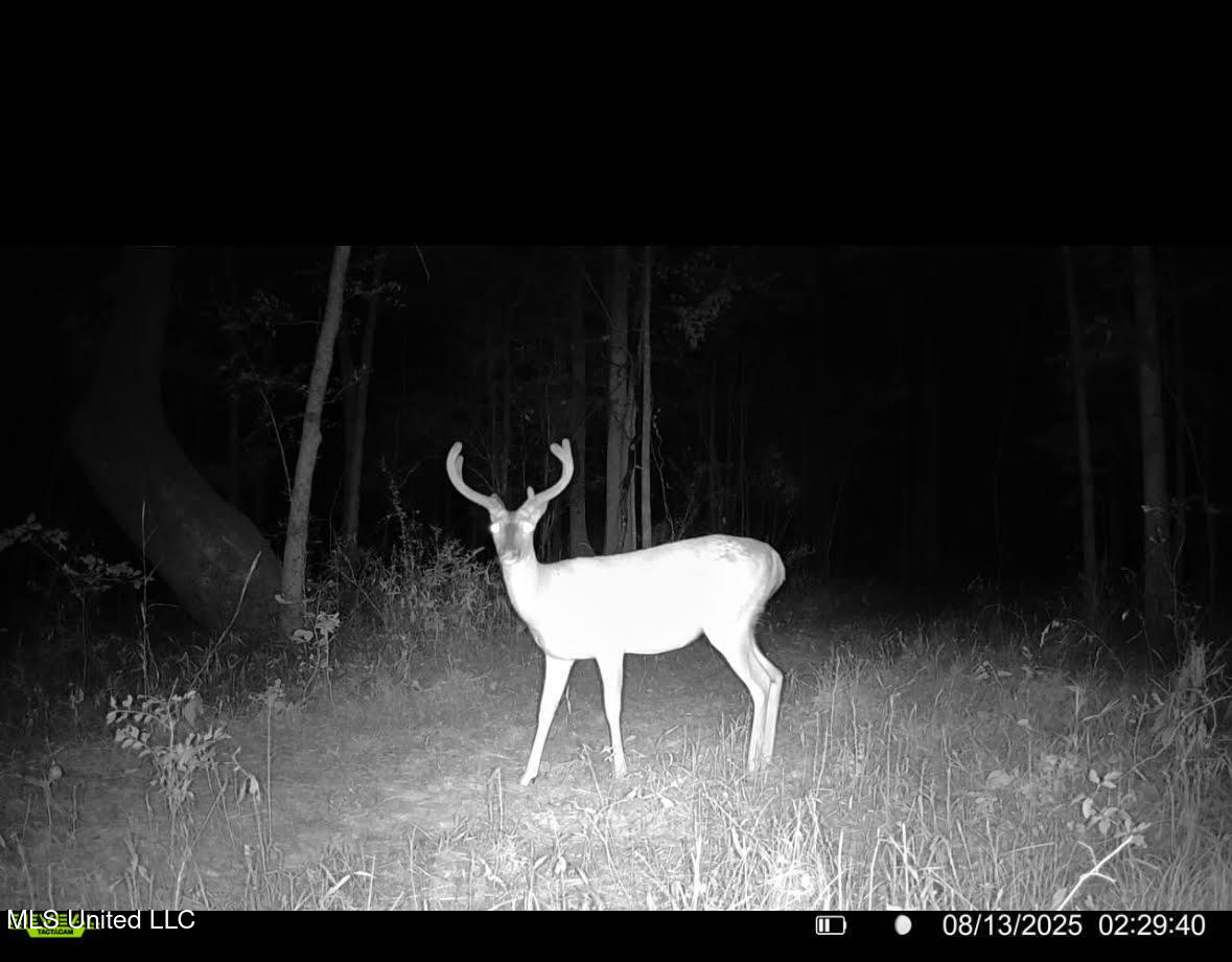 3 Champion Hill Road Bolton, MS 39041 - Photo 35 of 48 102