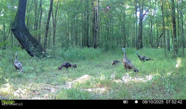 3 Champion Hill Road Bolton, MS 39041 - Photo 36 of 48 103