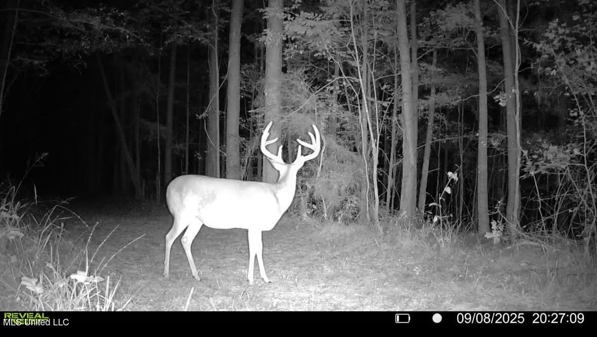 3 Champion Hill Road Bolton, MS 39041 - Photo 43 of 48 200