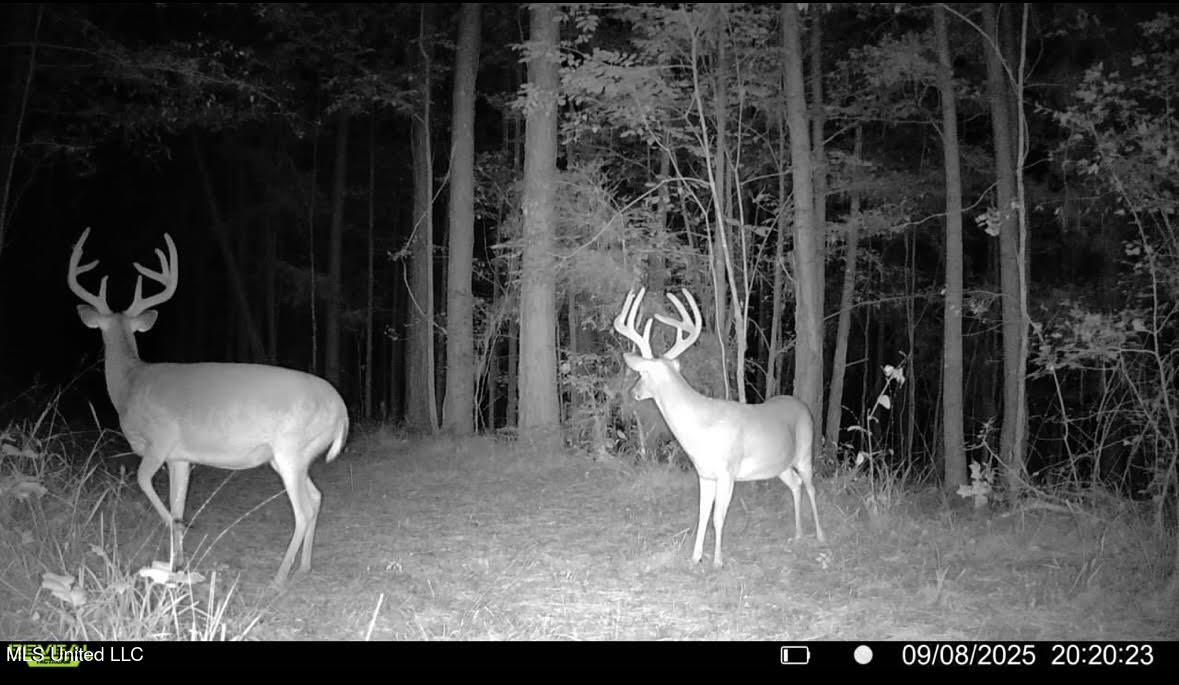 3 Champion Hill Road Bolton, MS 39041 - Photo 47 of 48 204