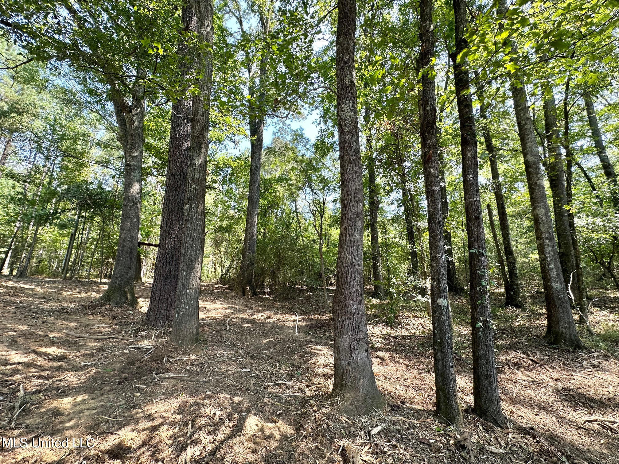 3 Champion Hill Road Bolton, MS 39041 - Photo 8 of 48 7