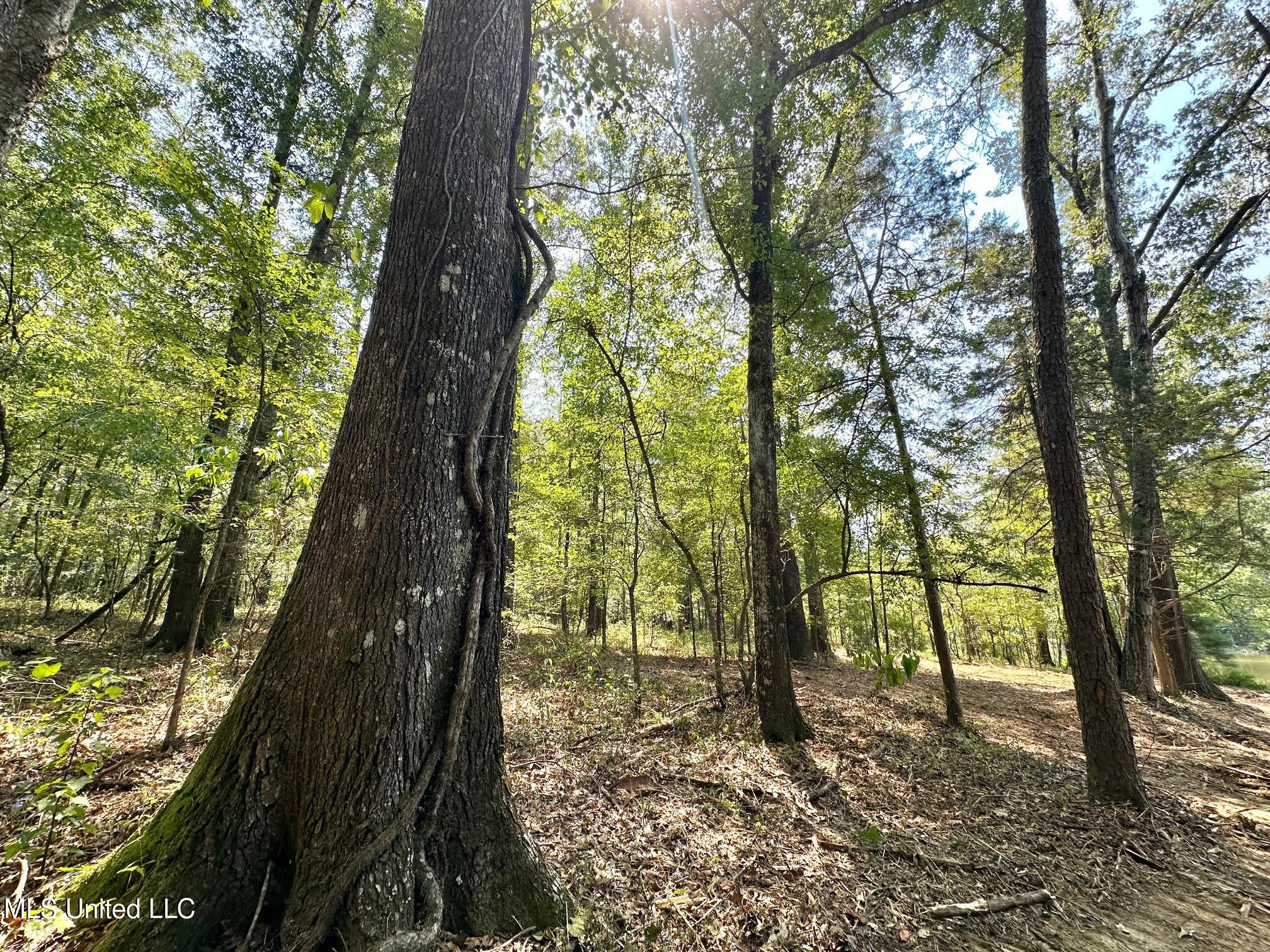 3 Champion Hill Road Bolton, MS 39041 - Photo 9 of 48 8