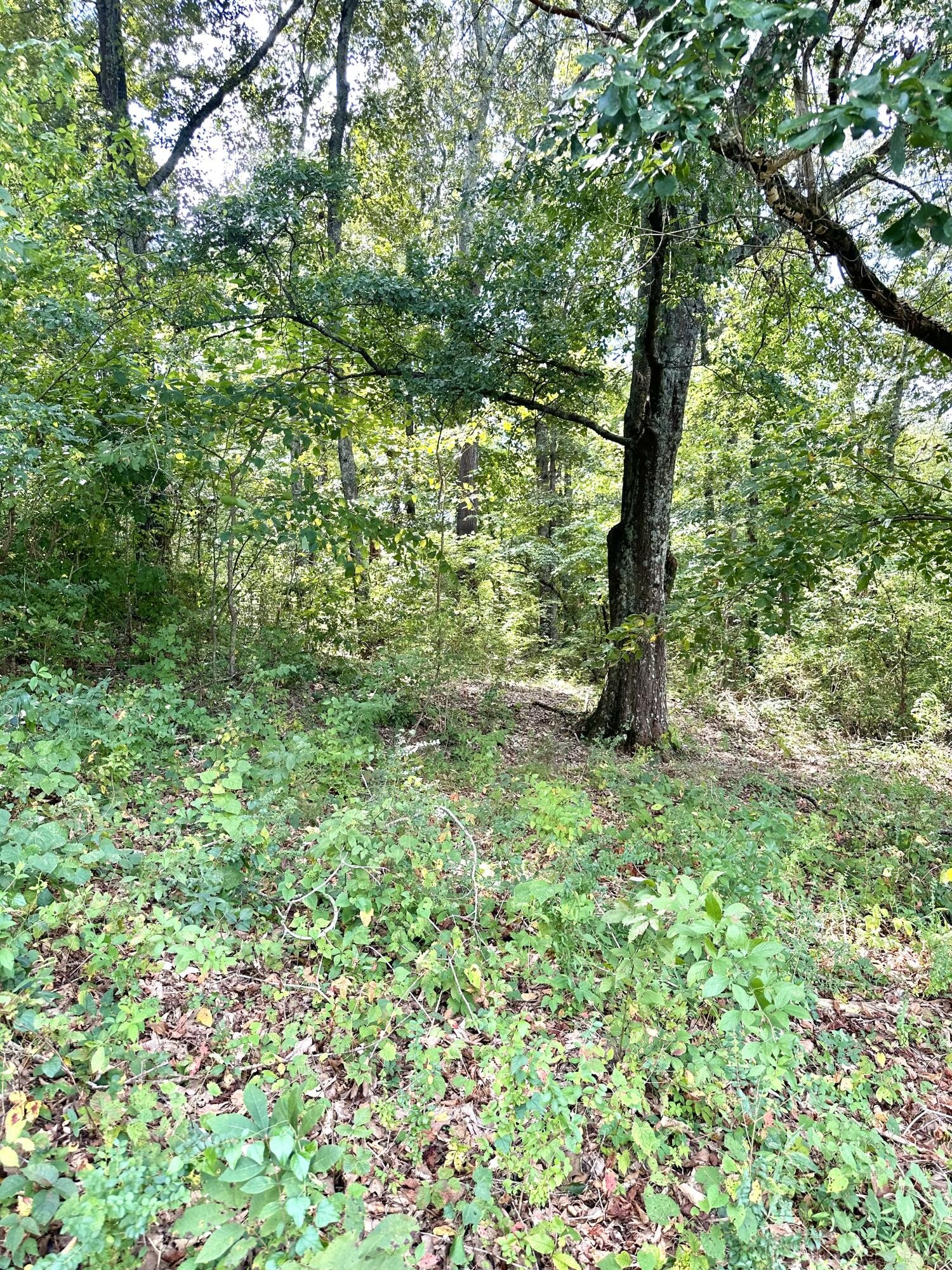 0 High Street Northeast Charleston, TN 37310 - Photo 8 of 28