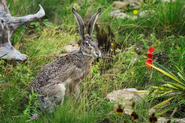 a view of a garden with trees
