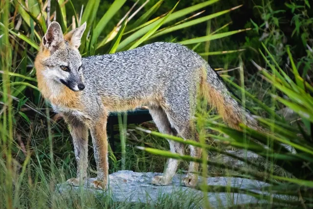 a picture of flowers