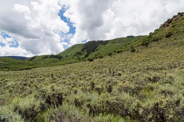 a view of a bunch of trees and bushes