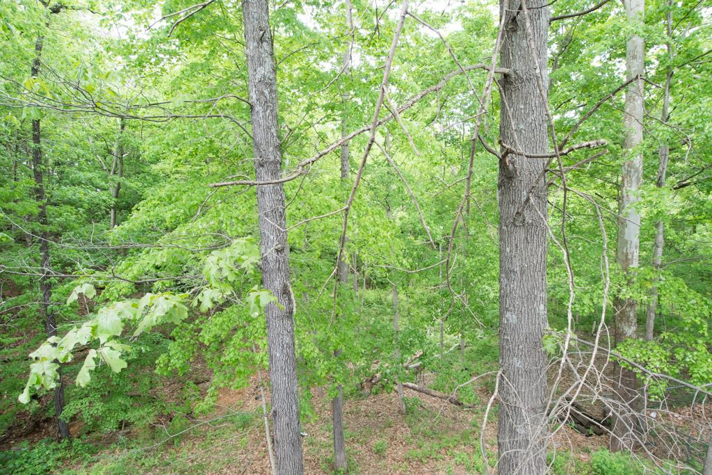 121 Brookside Point Springfield, TN 37172 - Photo 2 of 19 a view of forest