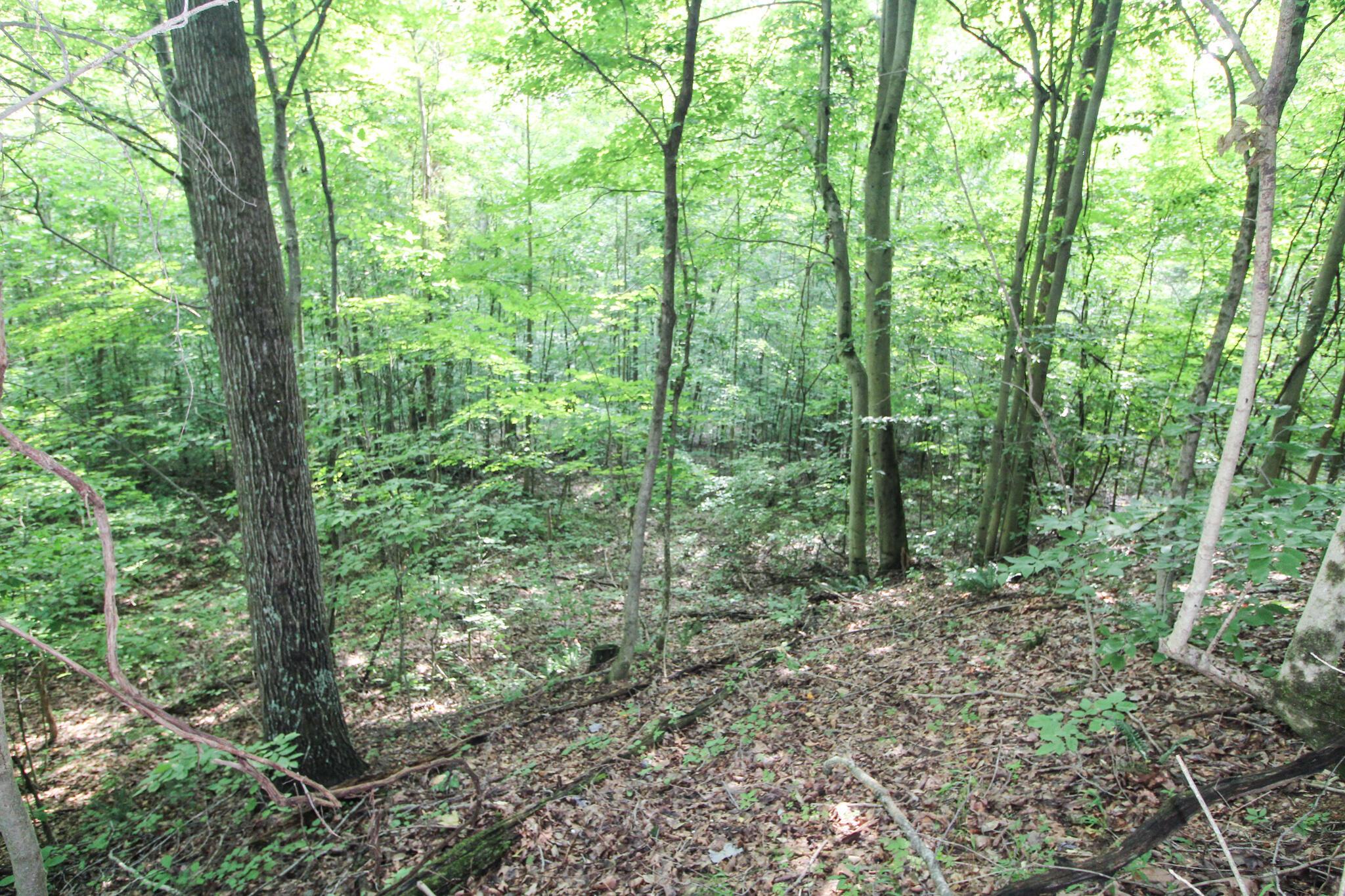 0 Dietrick Hill Road Philo, OH 43771 - Photo 12 of 25 IMG_4898