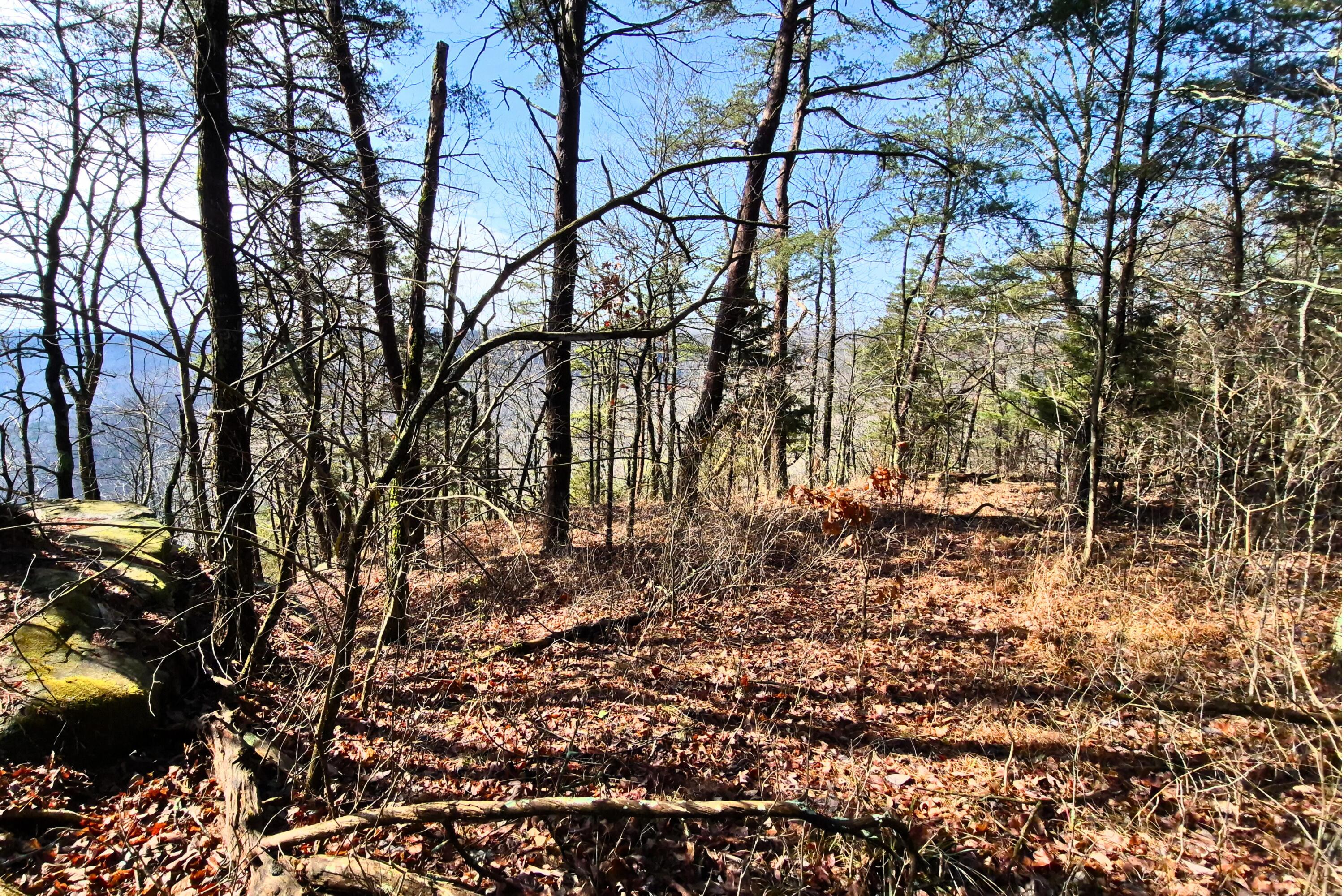 Lot 9 Lodge Point Road South Pittsburg, TN 37380 - Photo 16 of 26 25