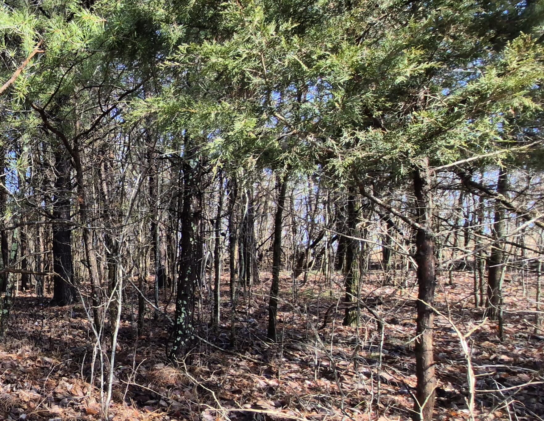 Lot 9 Lodge Point Road South Pittsburg, TN 37380 - Photo 21 of 26 20260211_115107