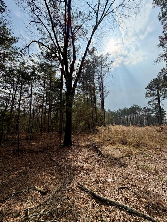 0 Belle Bower Texas Line Road Logansport, LA 71049 - Photo 2 of 5 a big yard with lots of green space